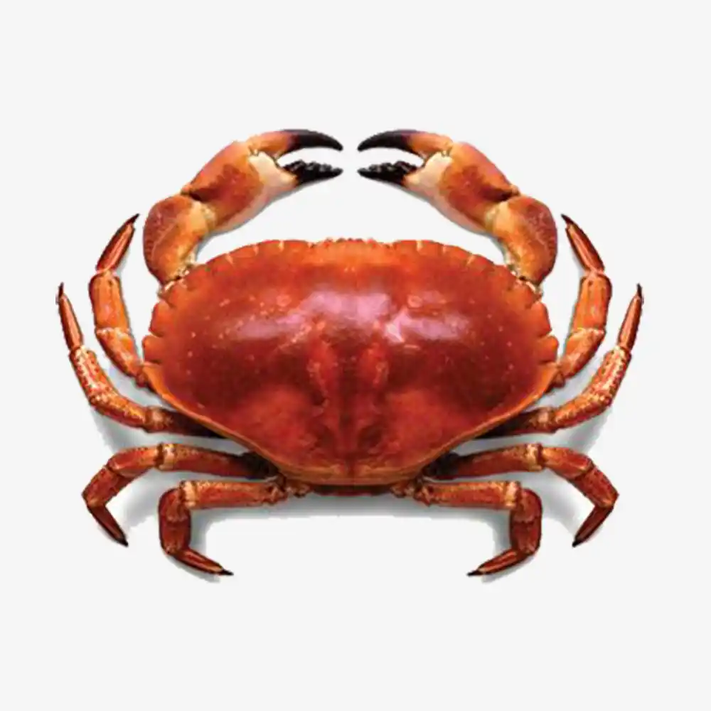 Red Crab - Image 1